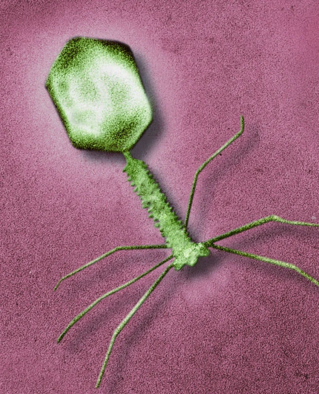 我疯起来连自己都感染,你所不知道的病毒那些事|光学显微镜|真菌|新冠