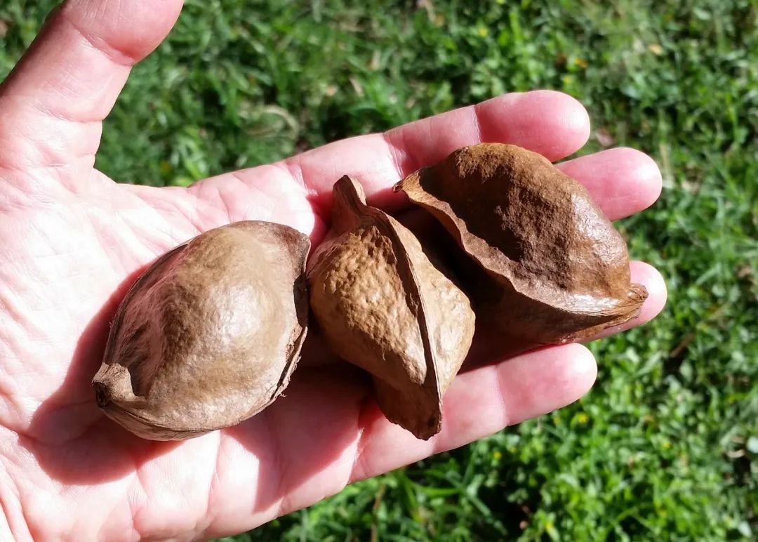 除此之外,还有不少侧扁的榄仁种子,像笔一样的秋茄(kandelia obovata)