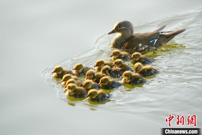 中新网女子三次抓西湖小鸳鸯 网友：抓鸳鸯一辈子单身