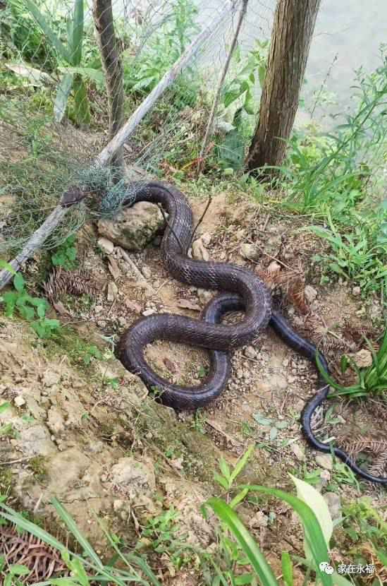 9斤多重的眼镜王蛇被困鸡舍 不能动弹依然霸道无比