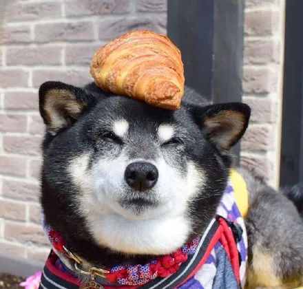 柴犬吃了一口面包,这一脸满足的表情,超级可爱!