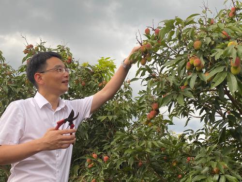 雷州市市长黄廉东在雷州荔枝园现场带货.(摄影:杨祖华)