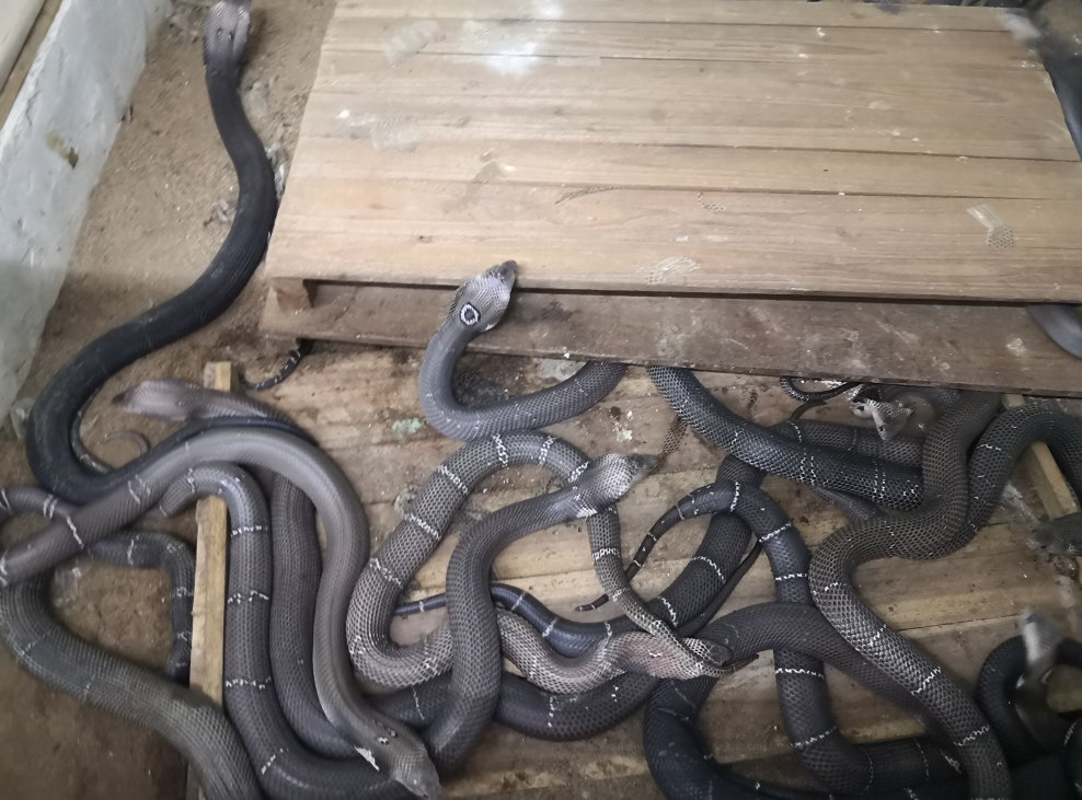 4万户蛇养殖户将有新出路