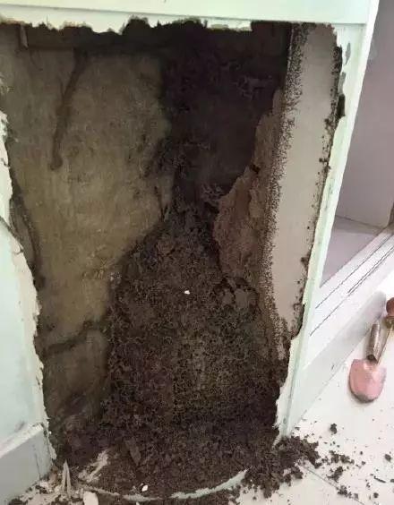 五华人注意!"大水蚁"来袭,千万别这样做,后果很严重!