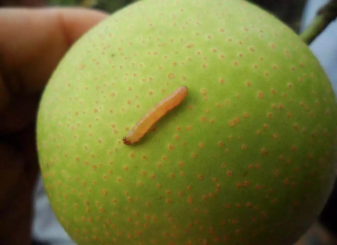 梨树病虫害梳理——虫害篇