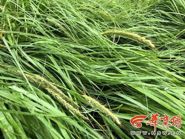 麦草_麦草最新消息,新闻,图片,视频_聚合阅读_新浪网