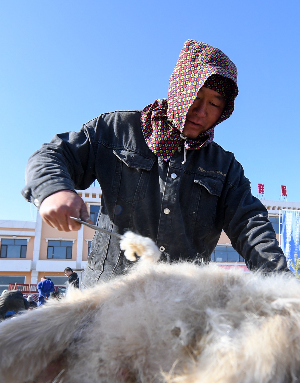 鄂尔多斯:剪羊毛 梳羊绒