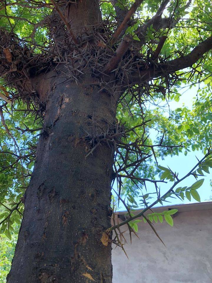 济南长清的小山村里,一棵古老的皂角树枝繁叶茂