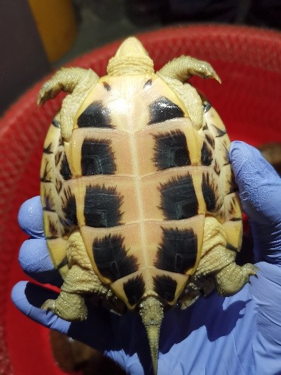 广州海关查获进境船舶涉嫌走私34只濒危动物黄喉拟水龟