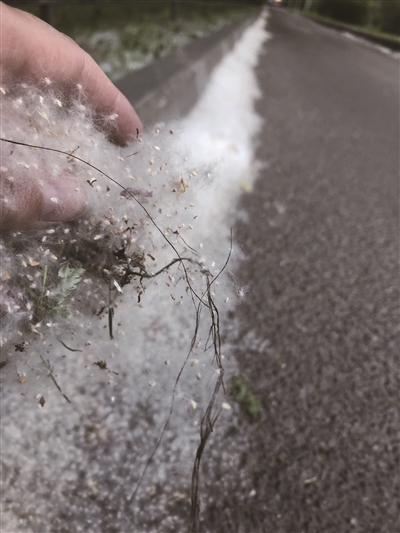 南京街头飘的白色飞絮是啥