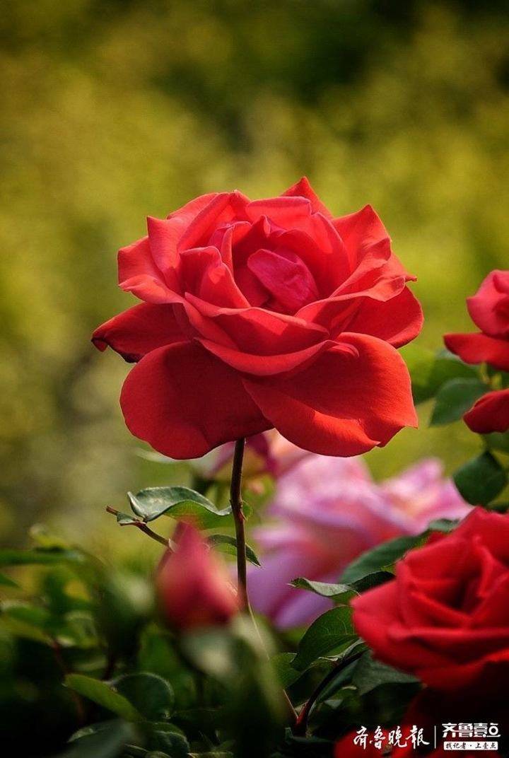 红艳艳的玫瑰花
