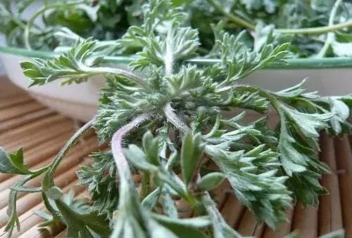 一种中草药,能预防病毒入侵,改善机体,抵抗细菌感染,抑制细菌和杀菌