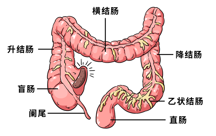 便秘|大肠_新浪新闻