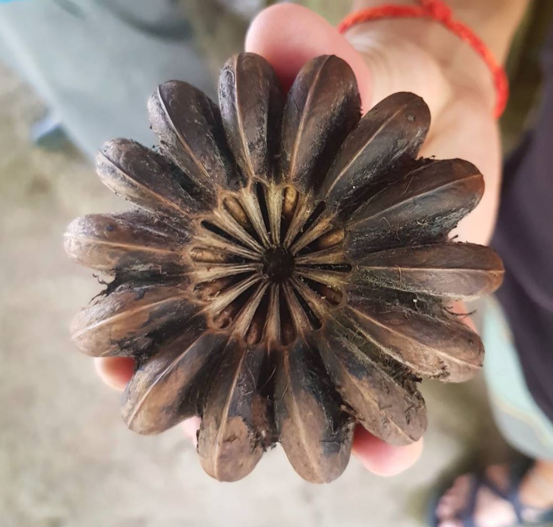 另一个角度的果实果实爆炸时声音特别大,种子最远能落到距树100米的