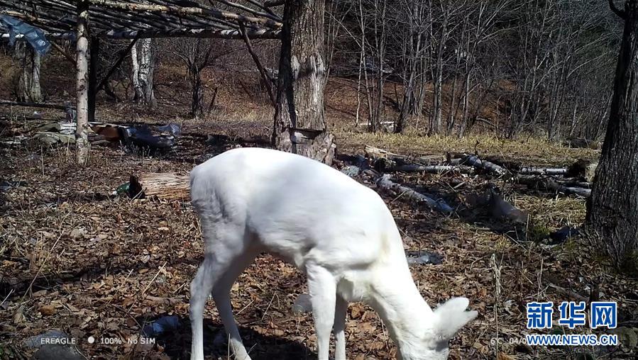 我国发现罕见野生动物白狍【图】