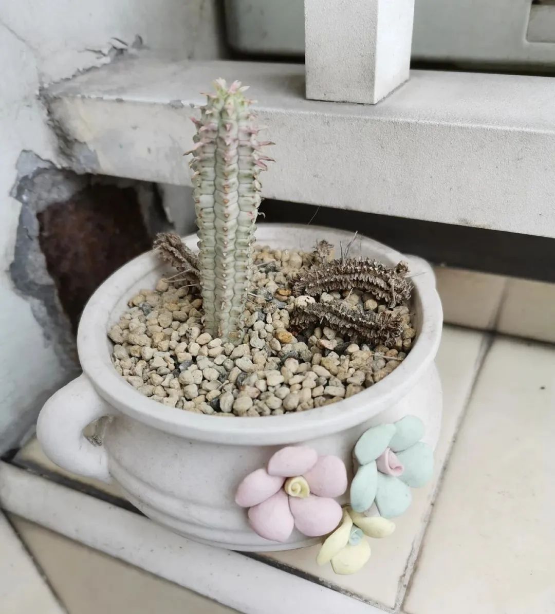 仙人球?"仙人锥"?   你是