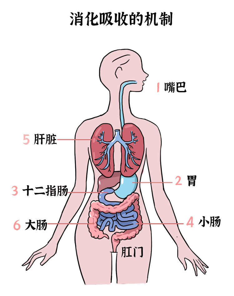 便秘|大肠_新浪新闻