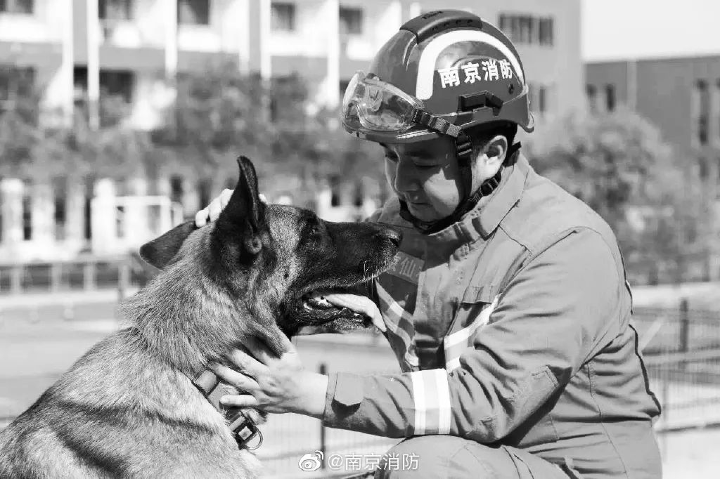今年5月12日,南京消防为汶川地震功勋搜救犬沈虎立了一座雕像,在落成