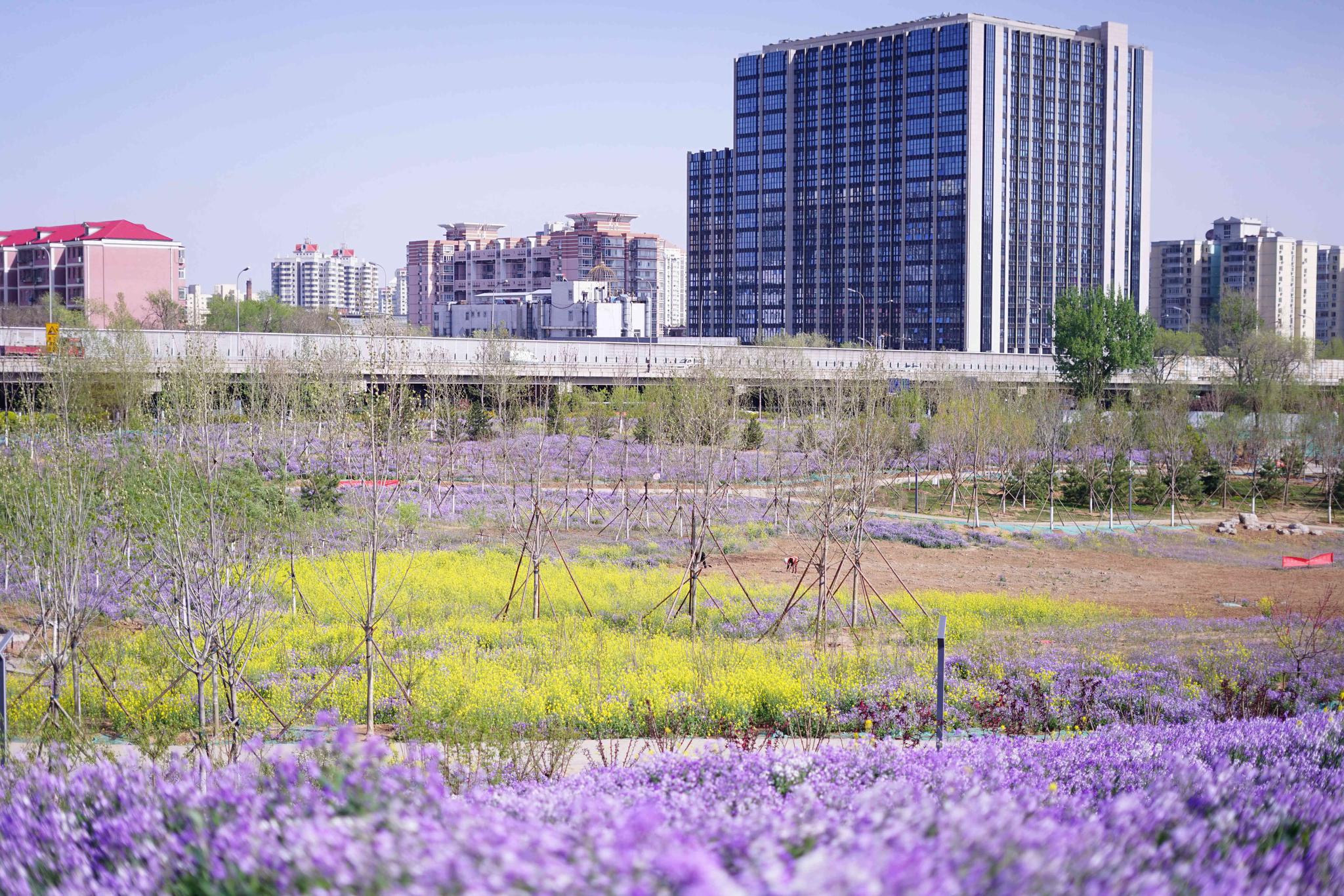 松林公园"大修"后重开,石景山今年还将开建23处绿地