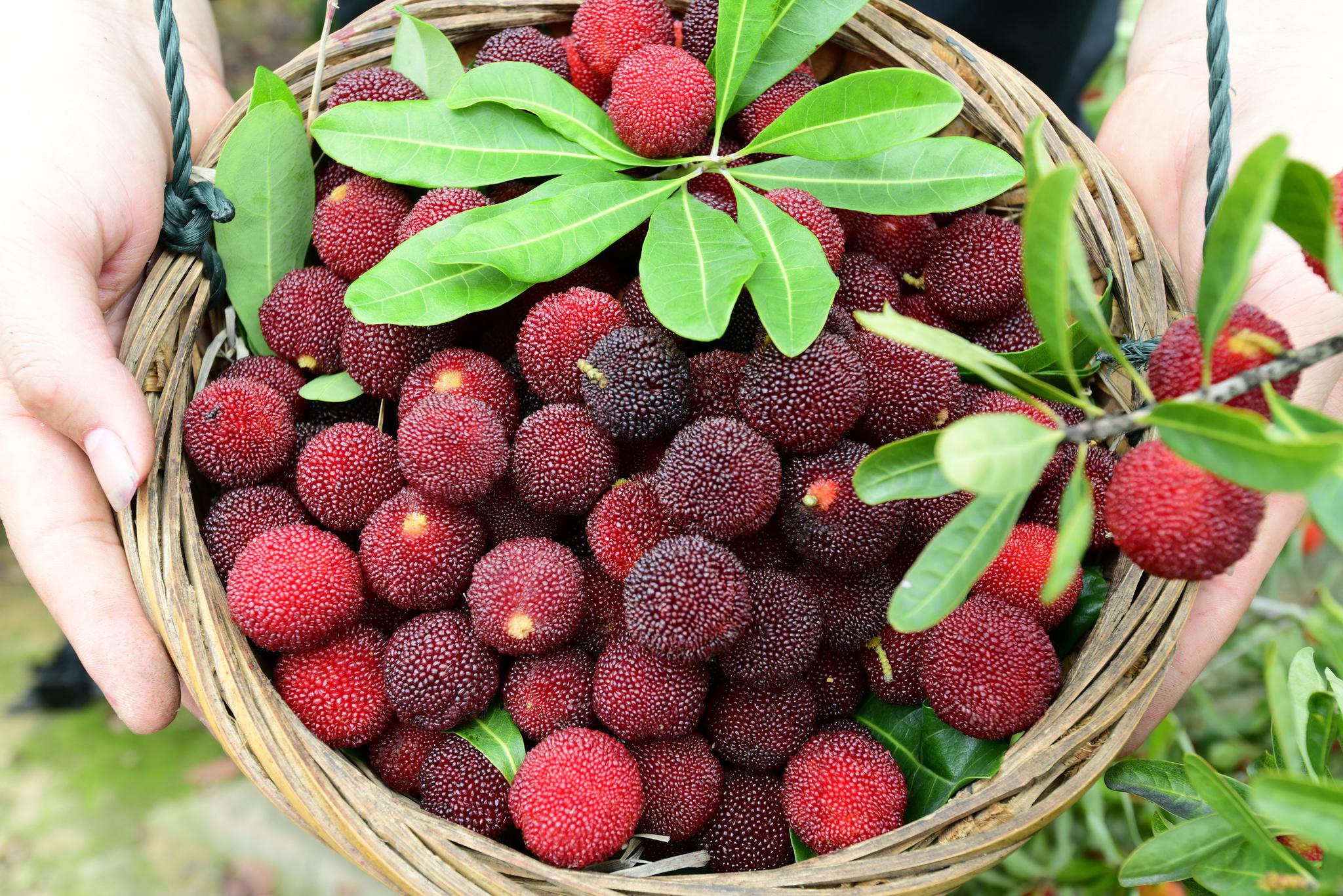 漳州港杨梅成为电商新宠 杨梅未熟订单火爆