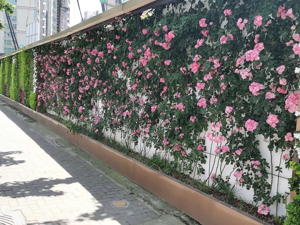 图说:常德路工地围墙立体绿化逐渐"彩化" 载体品种将更丰富记者获悉