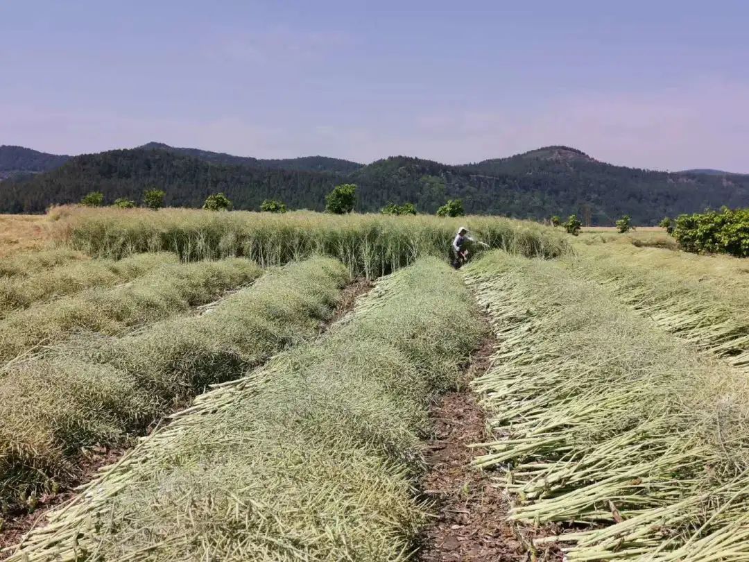 "保粮油安全 看四川行动" 四川油菜如何稳住大盘?