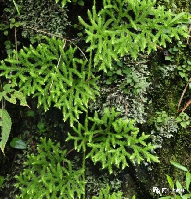 不瞒你说:农村有一味中药叫做伸筋草,因作用而得