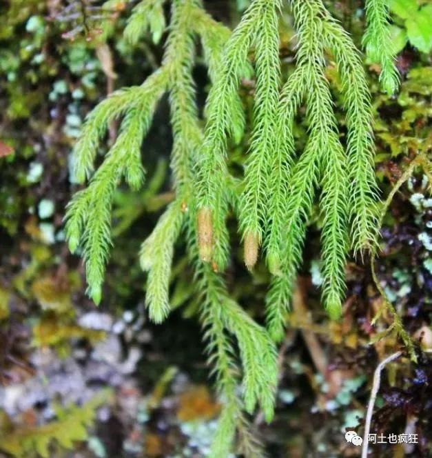 不瞒你说:农村有一味中药叫做伸筋草,因作用而得