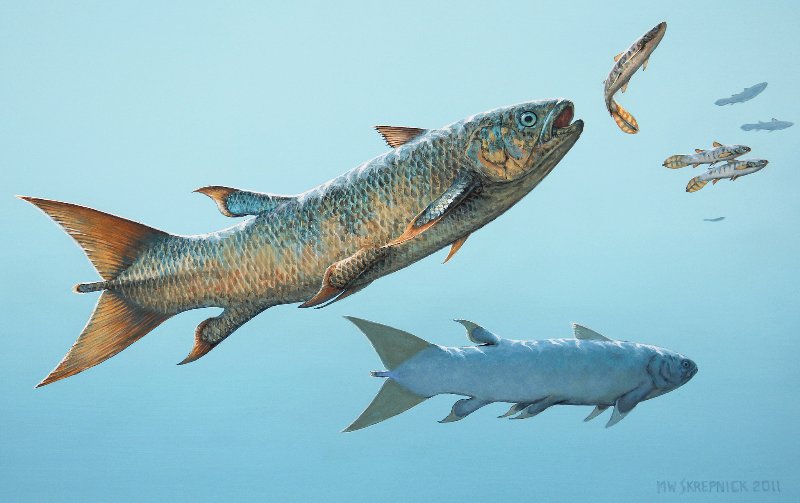 叛逆腔棘鱼:三叠纪海洋中的"反叛者"|三叠纪|古生物学_新浪新闻