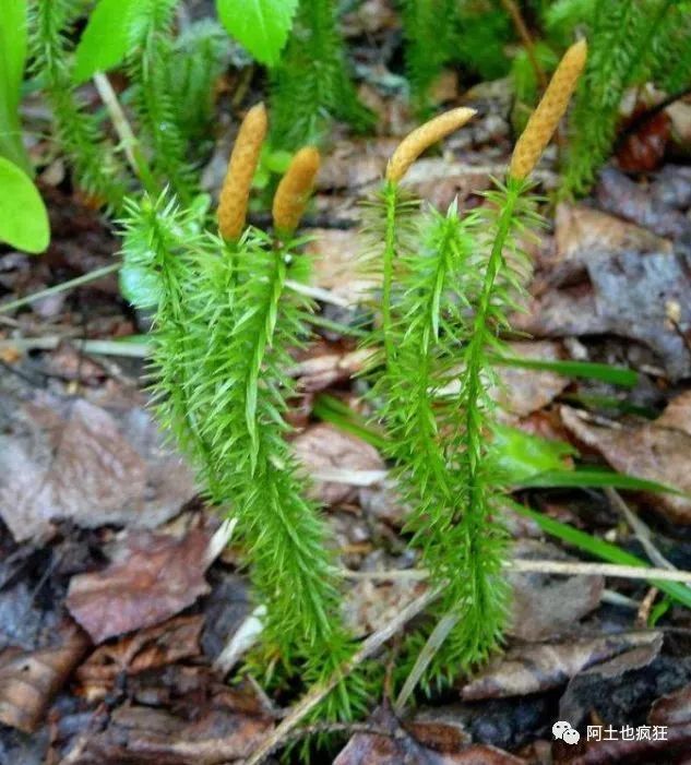 不瞒你说:农村有一味中药叫做伸筋草,因作用而得名,适用于筋骨活动不