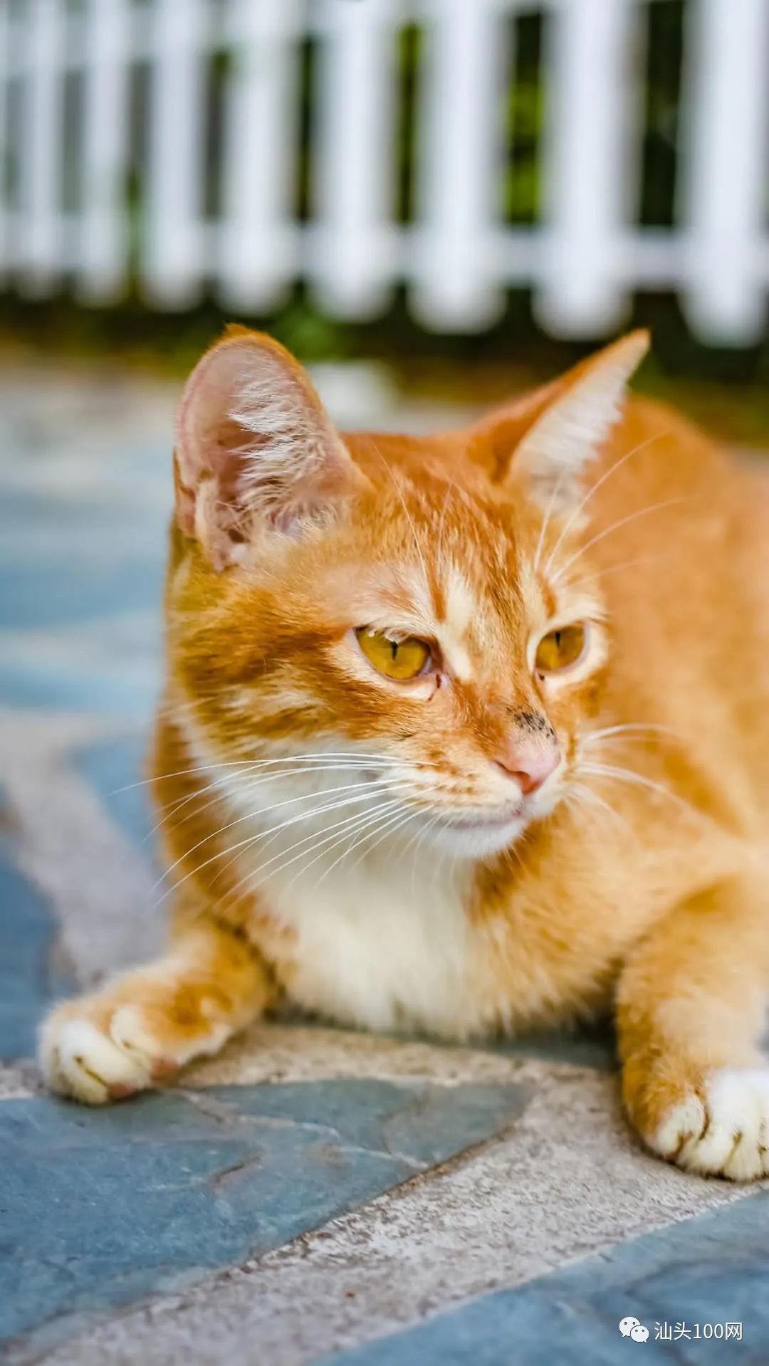 【速看】汕头中山公园流浪猫,生活虽苦但依然微笑面对!