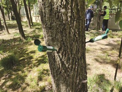 园林工作人员给树打“避孕针”。