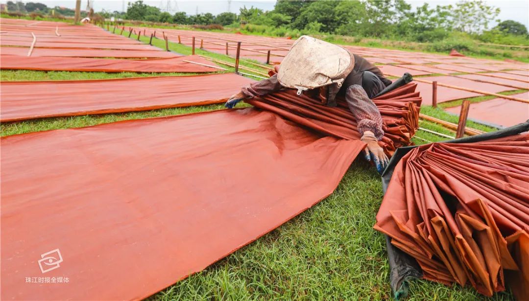 被誉为岭南瑰宝,丝绸界"软黄金"!佛山香云纱这样晒出来