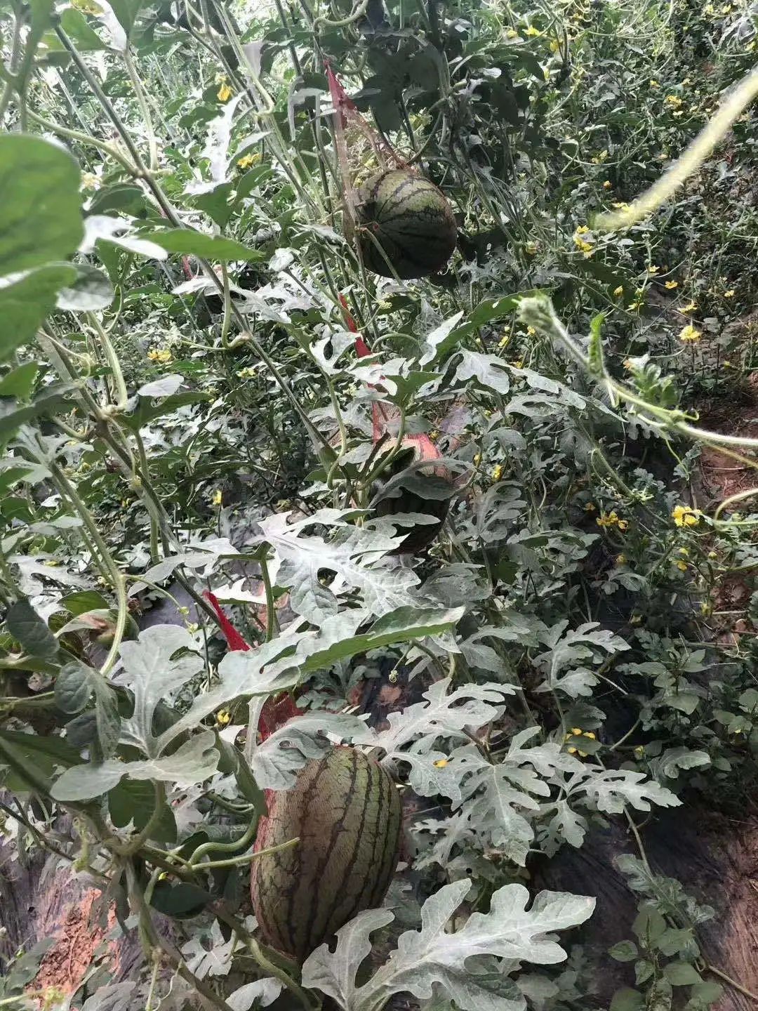 “助残脱贫,为爱买买买”——青岛市助残公益直播带货活动启动