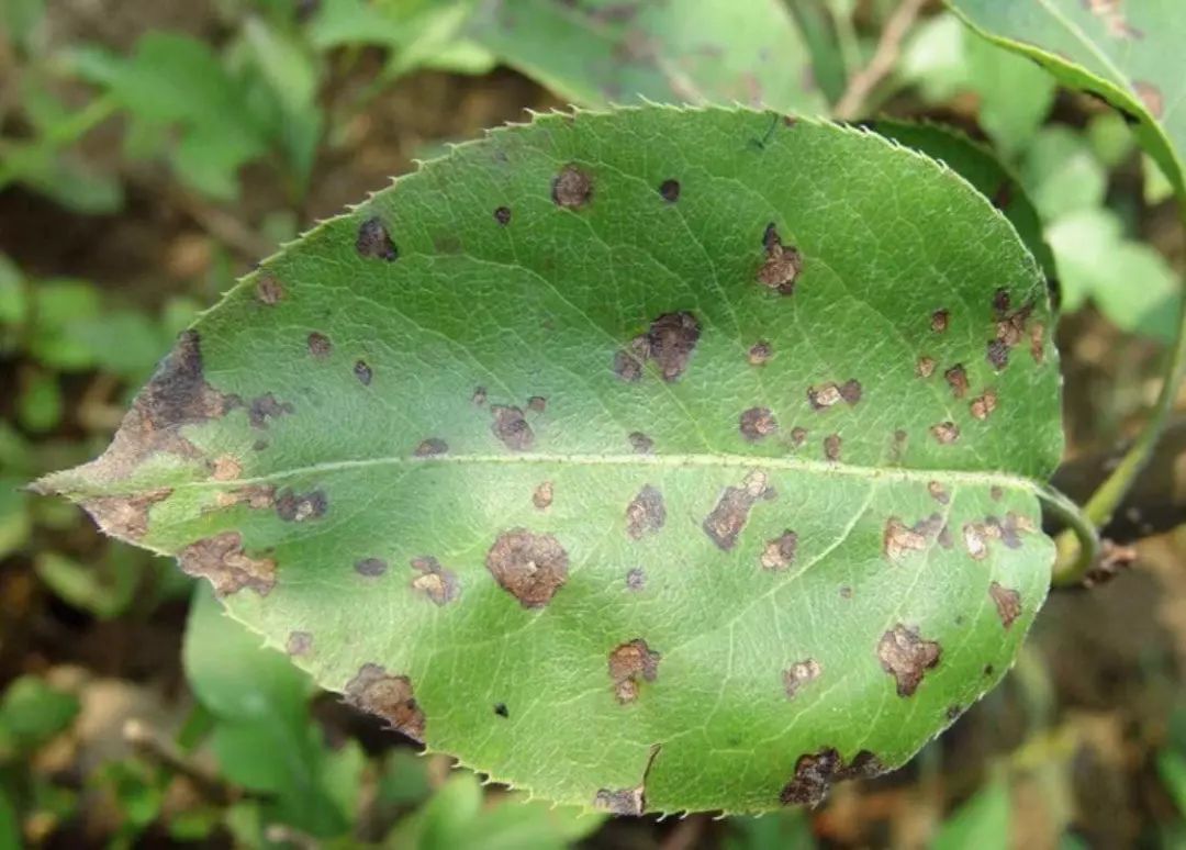 梨树病虫害(梨树病虫害防治技术)
