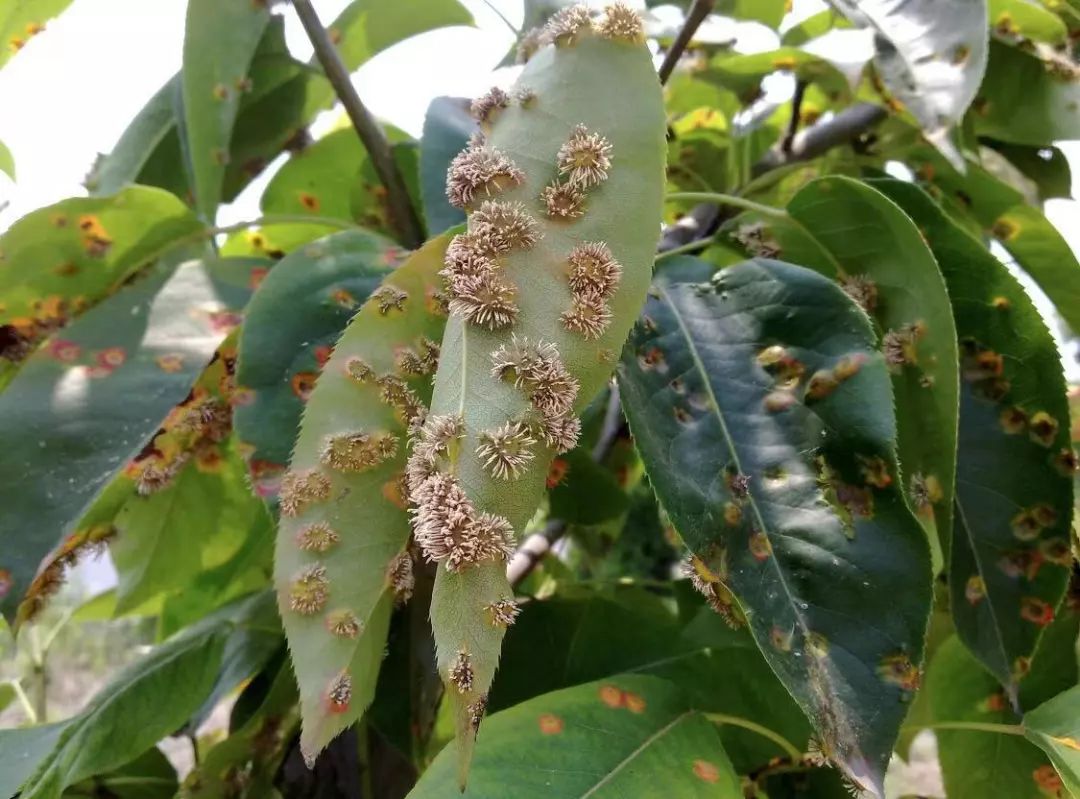 梨树病虫害梳理——病害篇