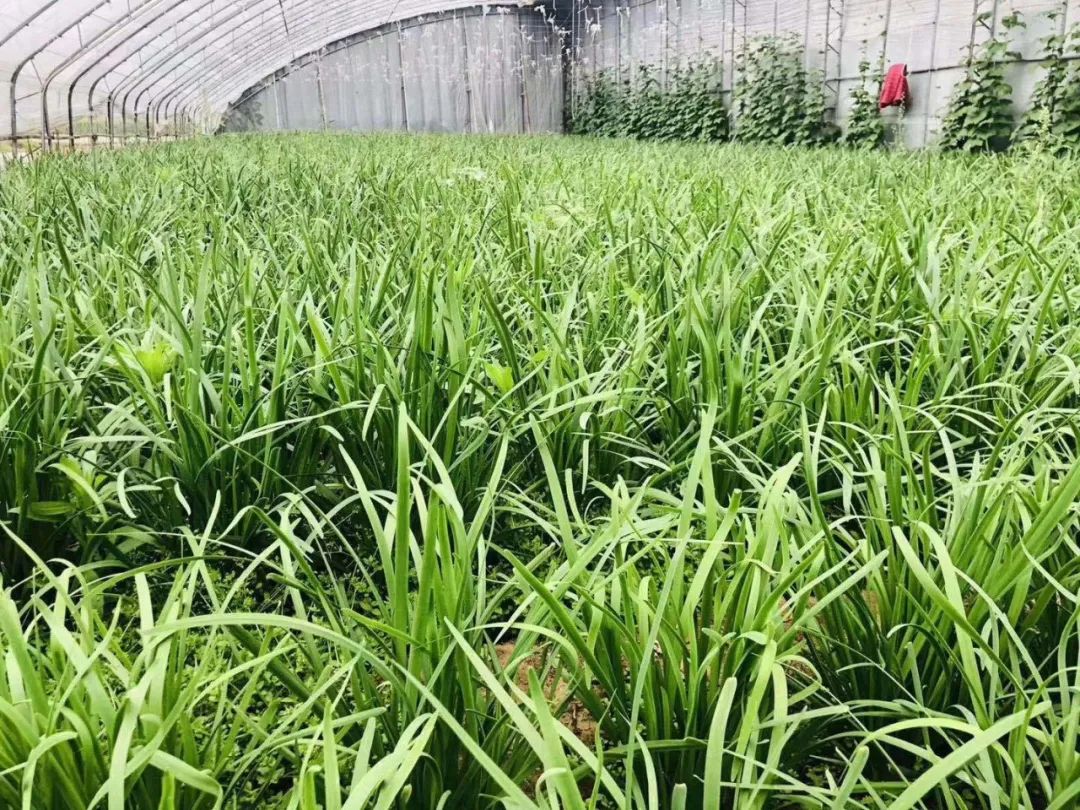 “助残脱贫,为爱买买买”——青岛市助残公益直播带货活动启动