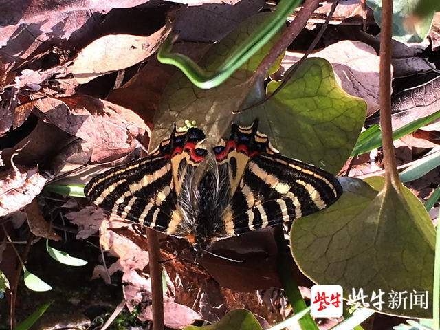 精彩 南京市民拍下中华虎凤蝶的成长过程 虎凤蝶 新浪新闻