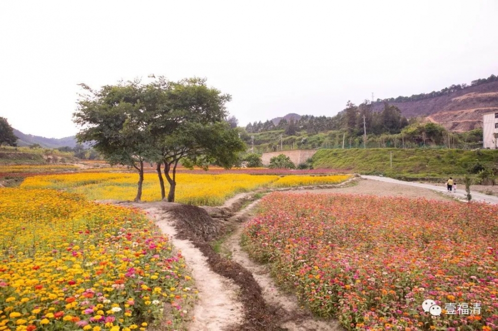 周末好去处!福清城区这两片花海美翻了【组图】