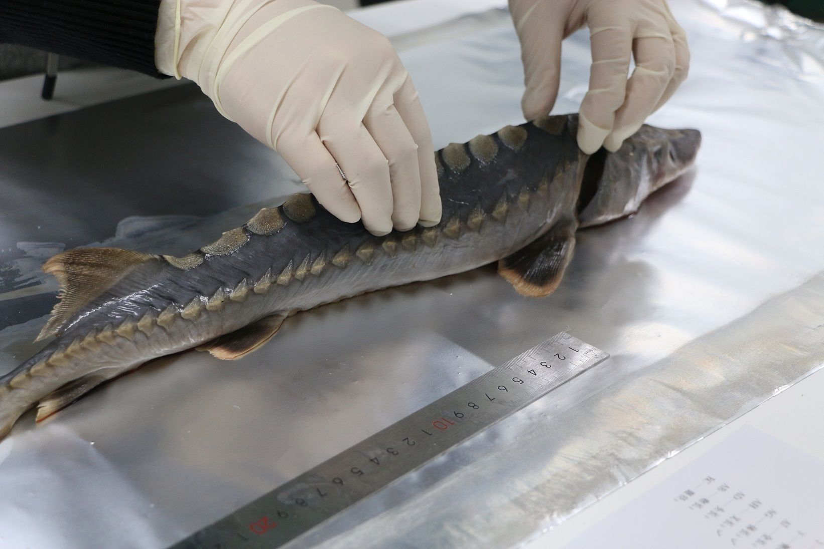 捕起一条中华鲟致其死亡,渔民被检察院提起公诉