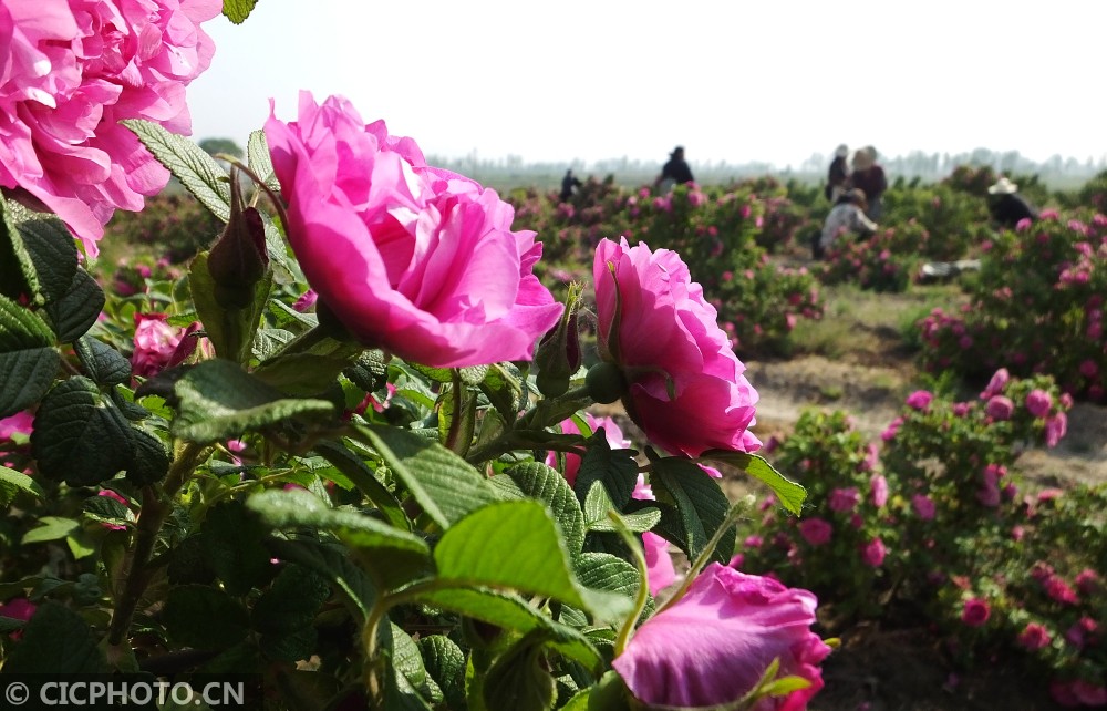 2020年5月2日,摄影爱好者在山西省运城市新绛县泽掌镇光村玫瑰园