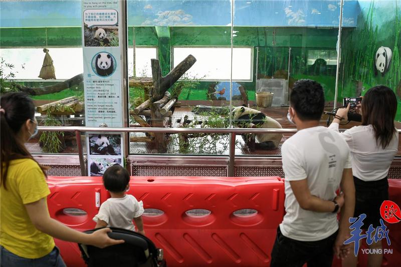 视频多图又见大熊猫和它的小伙伴们广州动物园部分室内馆开放