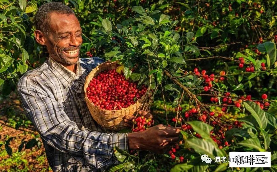 考向预测地中海气候的判读问题地中海农业与种植园农业