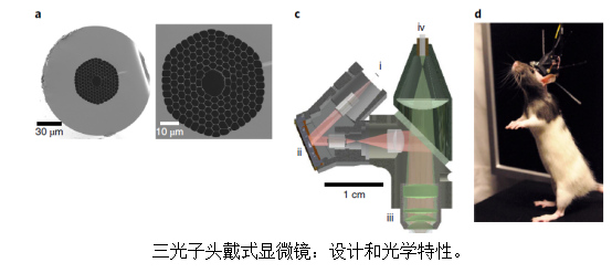 Nature 子刊:突破!三光子显微镜用于自由活动大鼠深层皮质成像