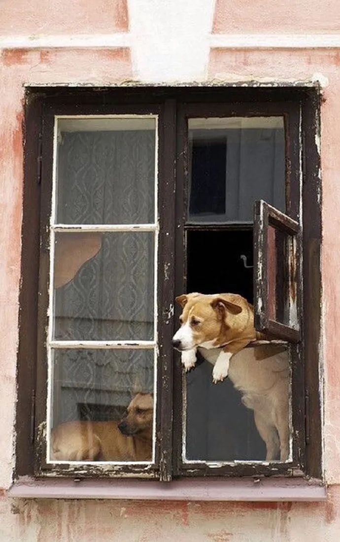 在不能见面的日子里翘首以盼!呜乖狗狗!