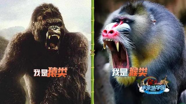 2020-05-13 11:28:44  比如这个——动物园里有很多猩猩,猴子,狒狒