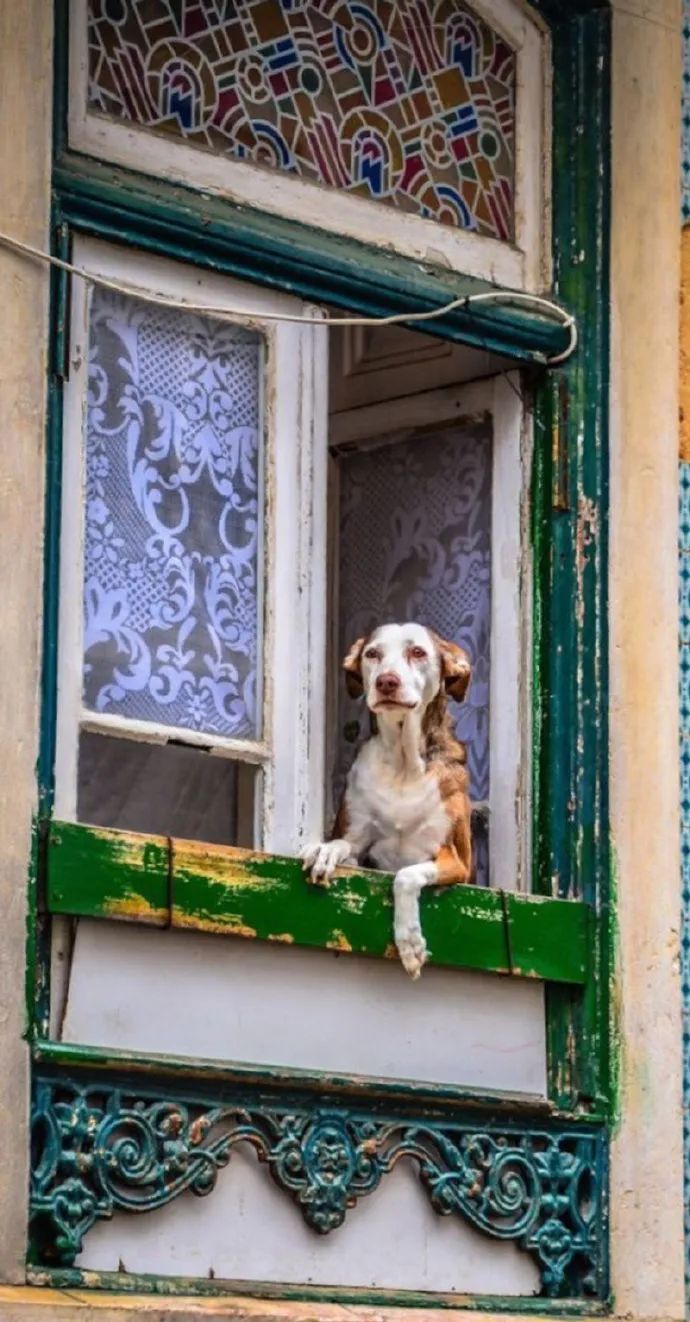 在不能见面的日子里翘首以盼!呜乖狗狗!