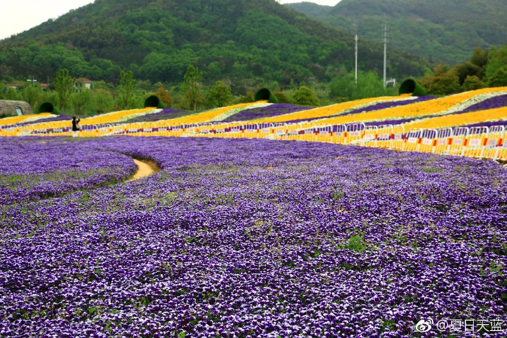 收获着一片片斑斓"春光"大面积的风情角堇花海神似蝴蝶,花色丰富,品种