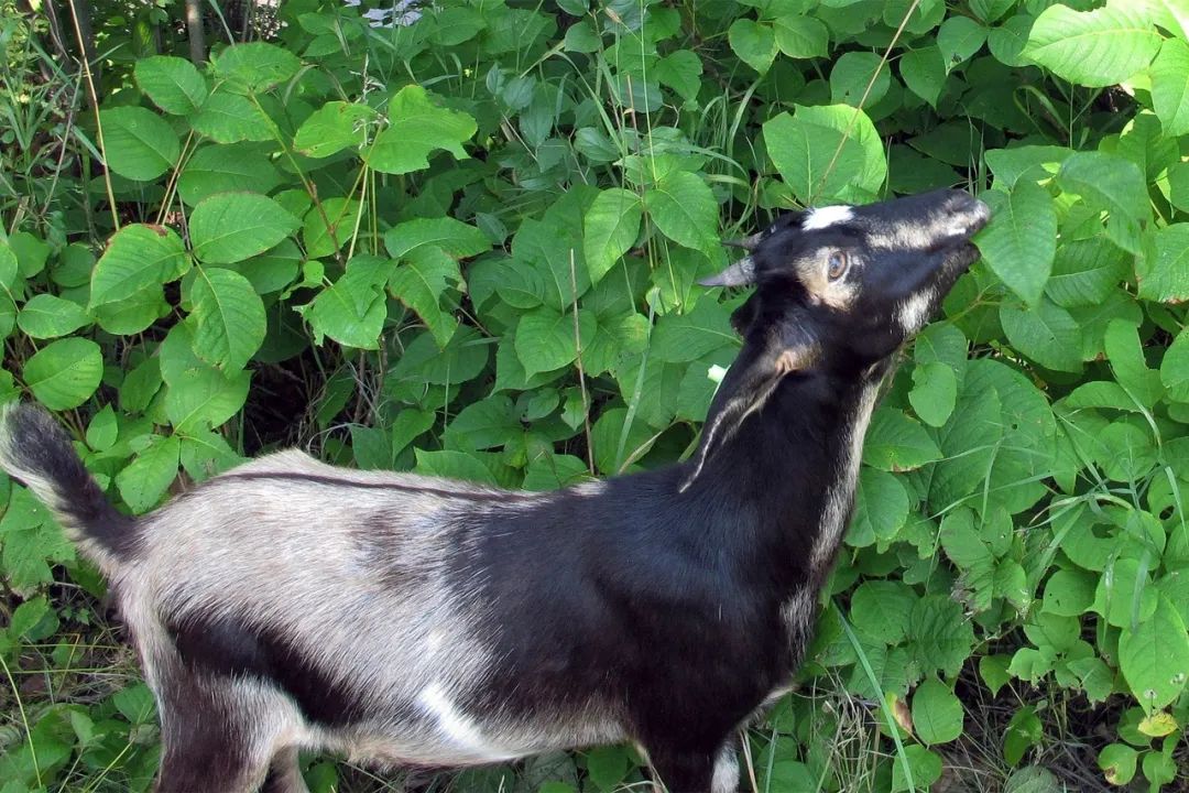 它们竟是谷歌都倚重的消防卫士