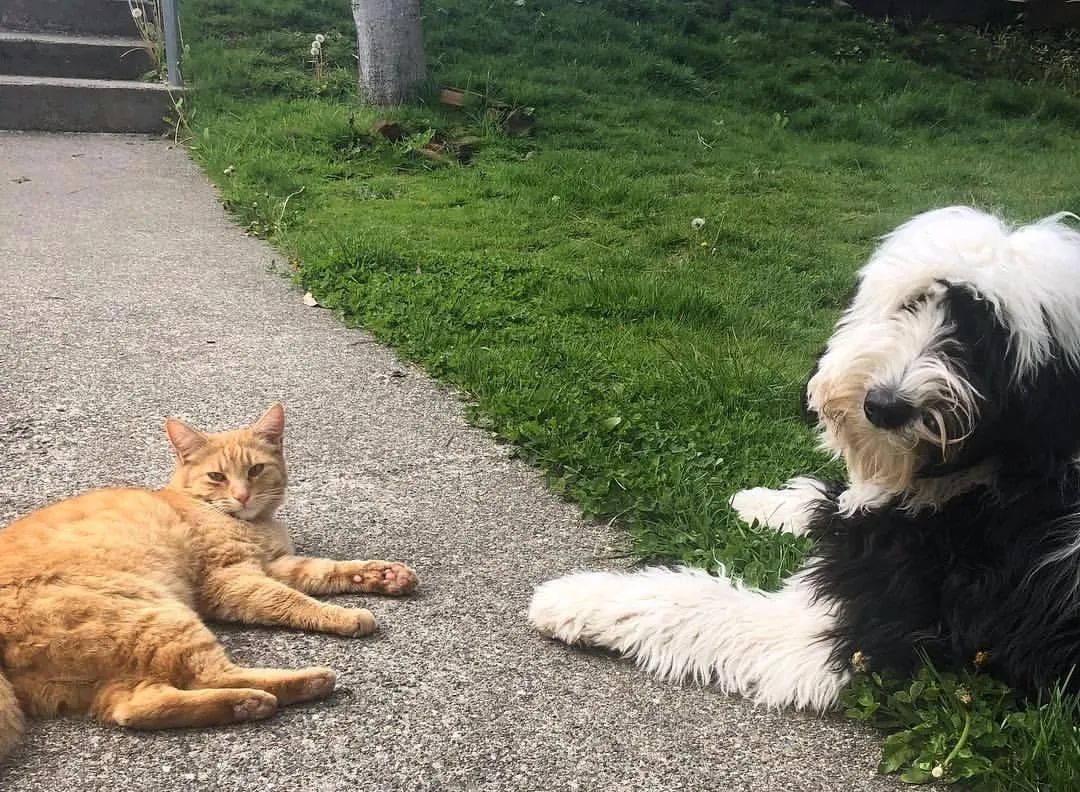 邻居:再高的围墙也挡不住!|橘猫|铲屎官_新浪网